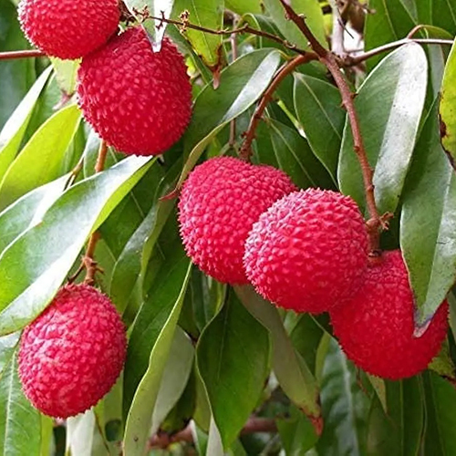 Baitaying Lychee - Color: Red