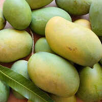 Amrapali Mango - Whole, Organic Cultivation | Vibrant Green Color, Sweet & Juicy Taste, 1 Week Shelf Life
