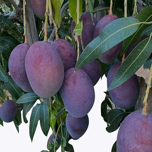 काले पत्थर के आम