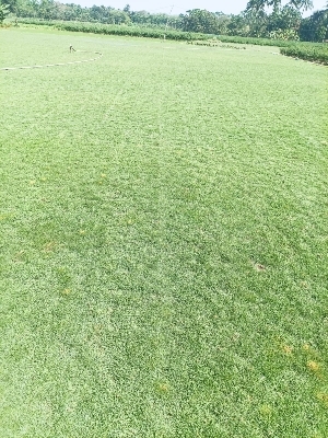 Maxican Grass