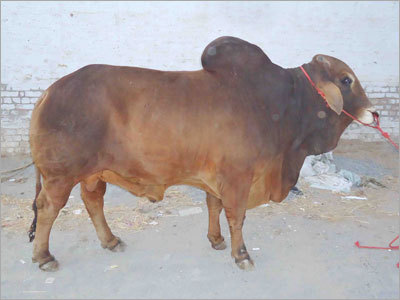साहीवाल बैल - रंग: भूरा