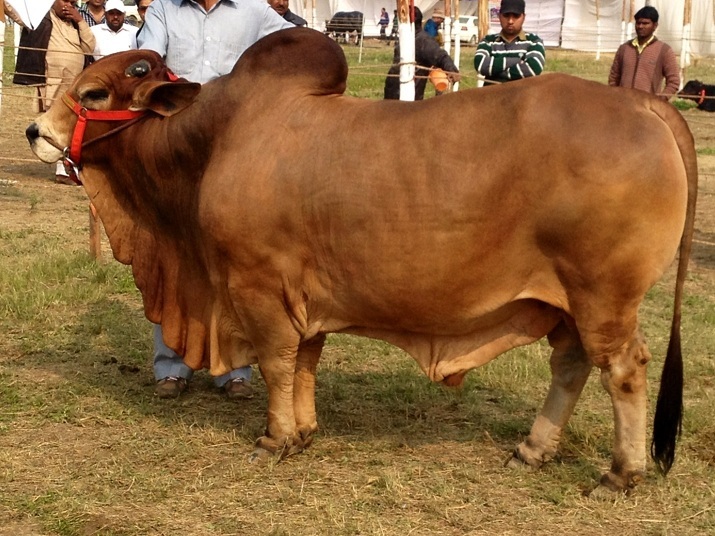 sahiwal-young-bull-at-best-price-in-rohtak-haryana-khurana-dairy-farm