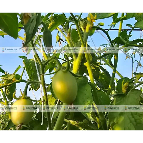 टमाटर की खेती के लिए 3.0 मिमी एग्रोसिया पेट वायर