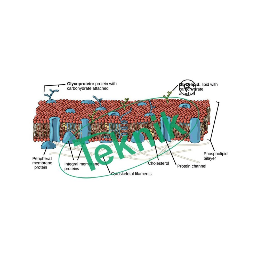 Model Cellular Membrane - Large Format Design, Pvc Material Base | Ideal For Biology Models And Educational Demonstrations