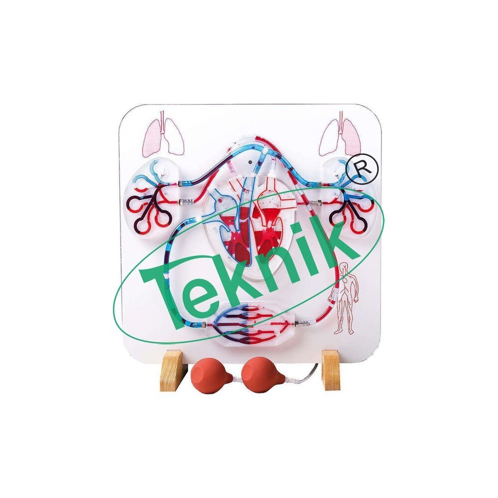 Functional Model Of Blood Circulation - 380 X 360 X 160 Mm , Manual Double Heart Pump Mechanism For Visualization Of Capillary Gaseous Exchange