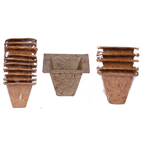 3 Inch Coco Spanish Cup