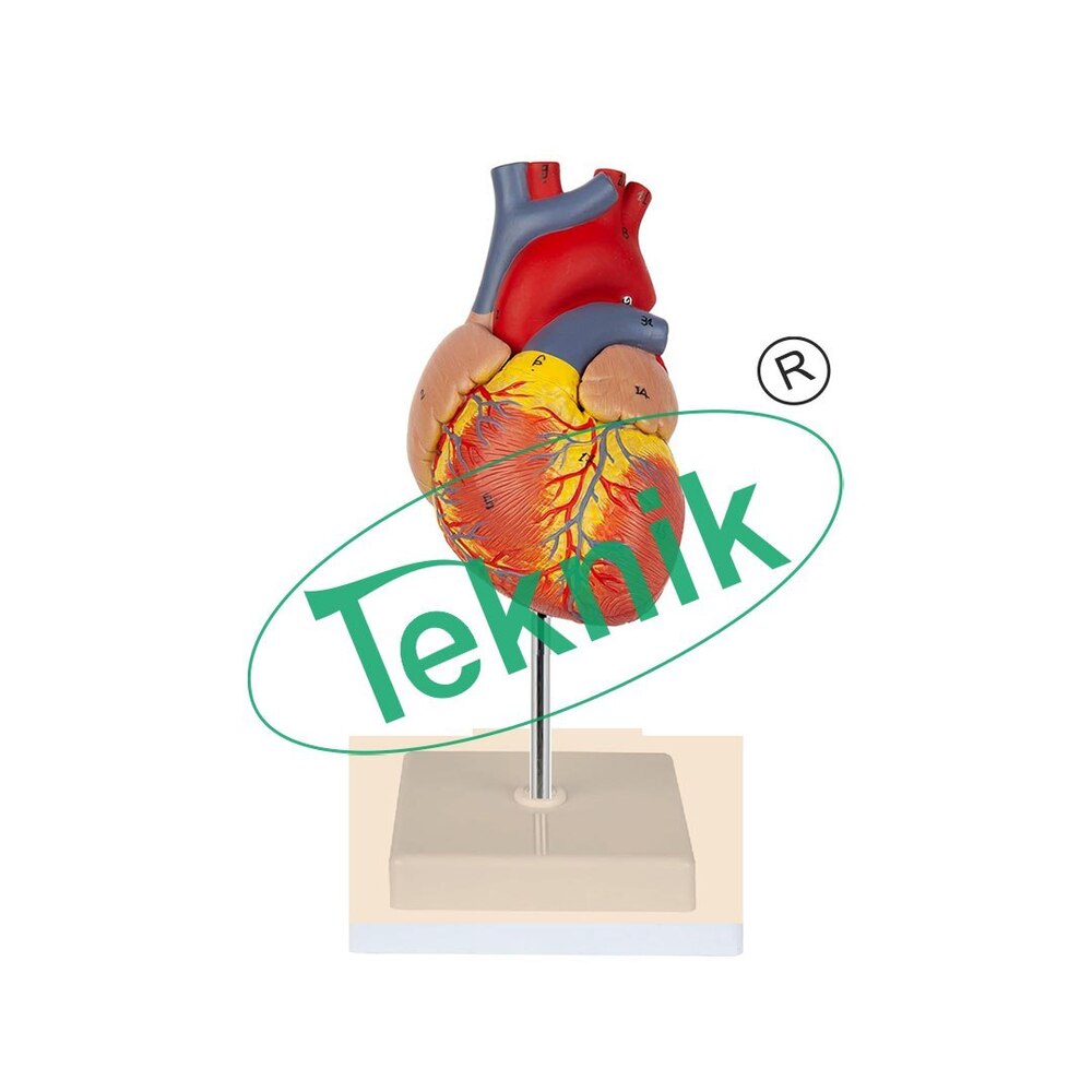 Model Heart Human Real Size - High Quality Realistic 2x Enlarged Heart Anatomy Model, Dissects Into 4 Parts, Open Ventricles & Atria To Expose Valves
