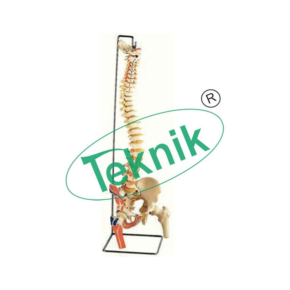 Spinal Moon Model - Imported Pvc, 6x20x5.5 Cm | 3d Spinal Cord & Nerve Cross-section, 21 Marked Parts, Biology Education Tool