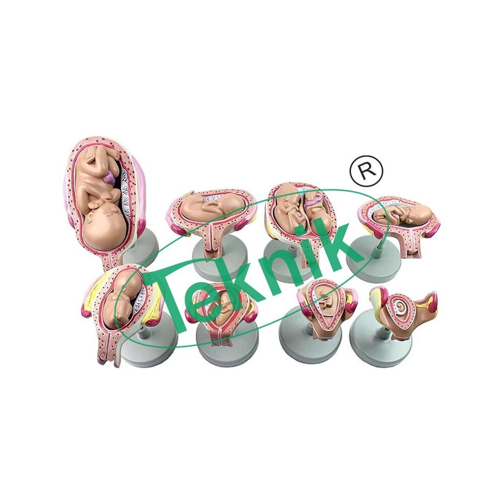 Model Of Fetus Development - Eight Detailed Models (14 Pieces) | Biology Models For Educational Purposes, Includes Embryos From 1st To 7th Month