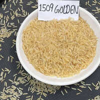 1509 Golden Sella Rice