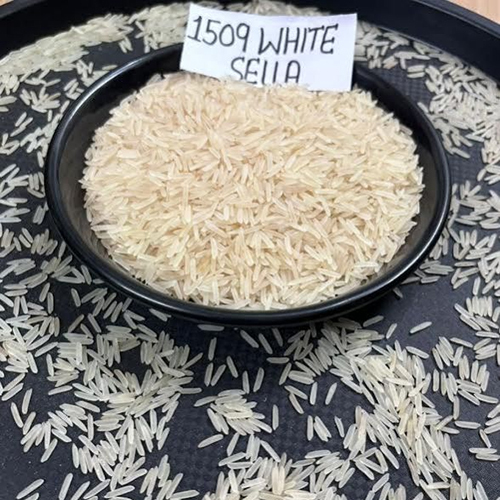 1509 White Sella Basmati Rice - Medium Grain, Fresh Style, Purity 95%-99%, Dried, Shelf Life 6-12 Months | Common Cultivation Method