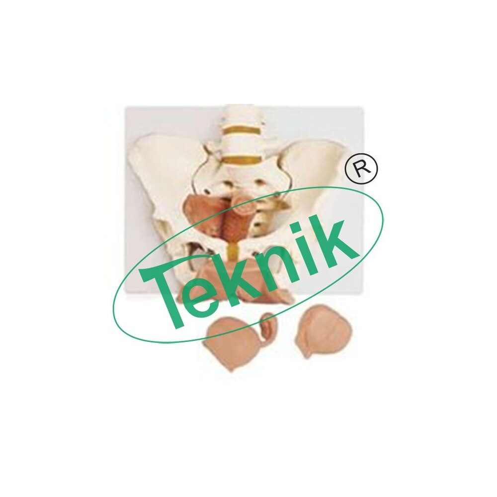 Women Basin In 3 Parts - Dimensions (W H D): 330x130x300 Mm | Life-size Model Of Female Pelvis Removable Uterus Vagina And Bladder
