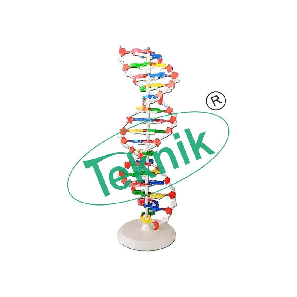 Dna Model 32 Bases - Removable Molecular Model 600x200 Mm | Features 32 Color-coded Nitrogen Bases, 32 Deoxyribose (Red), 32 Phosphates (White)