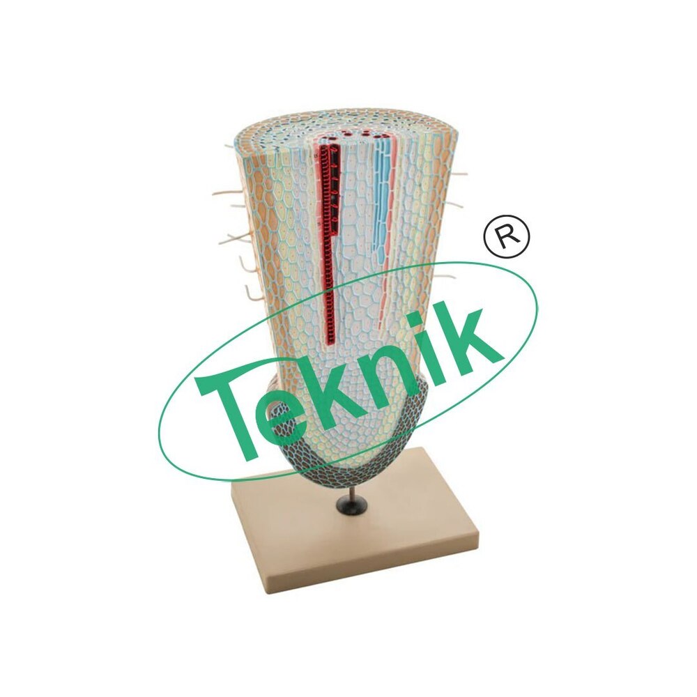 Root Model - Color: White