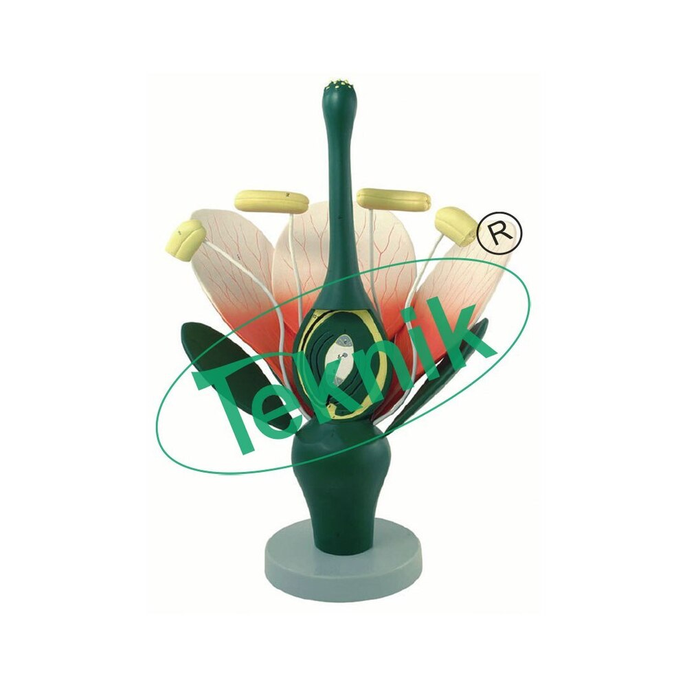 Dicotyledone Rod Model - Pvc, 36 X 24 X 17 Cm | One-year-old Sunflower Stem Anatomy, 150x Magnification, Detailed Transverse Sections