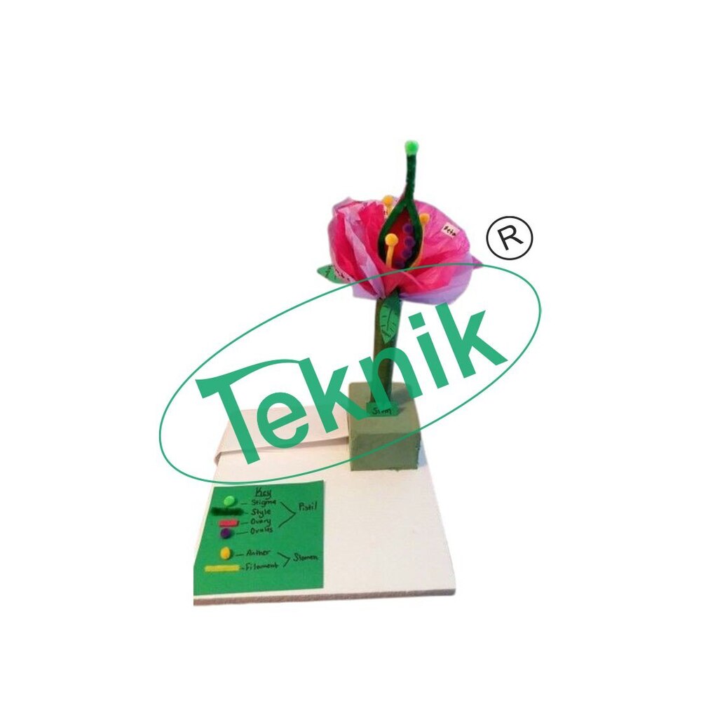Flower Model Large Size - 220x330 Mm, Detailed Anatomical Flower Structure With Pistil And Pollen Box Sections For Biology Studies