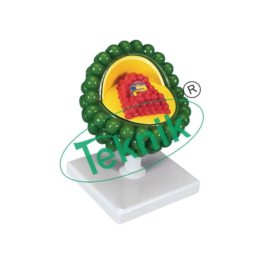 Aids Virus Model - Advanced Biochemical Simulation | Realistic Structure, Interactive Features, Educational Tool