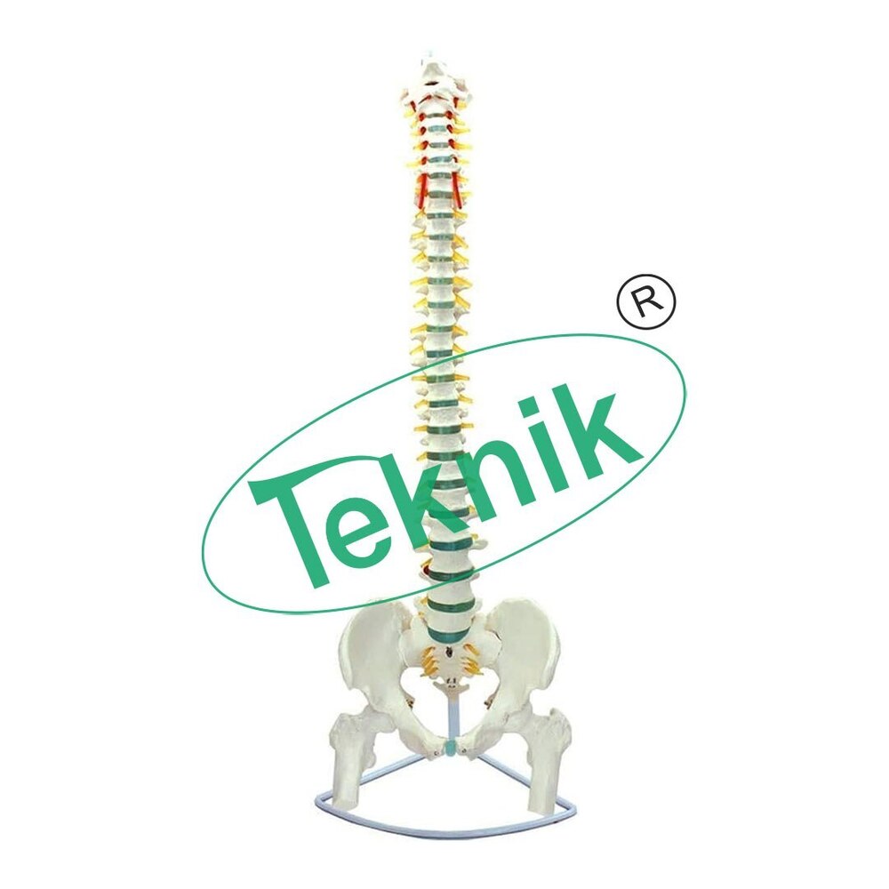 Vertebral Column With Flexible Basin - Dimensions: 95 X 20 X 20 Cm, Features Removable Femoral Heads, Visible Nerves & Blood Vessels, Mounted On Support
