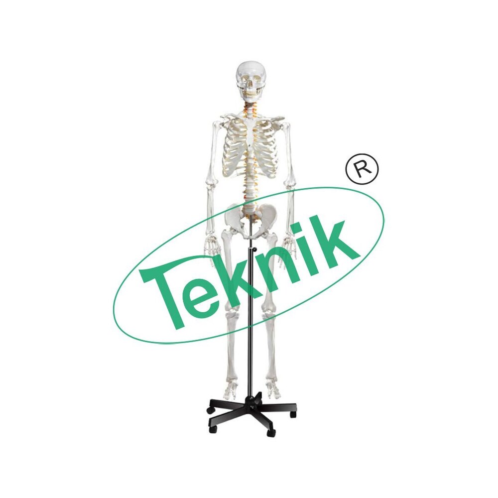 Skelets - Natural Color Bone Adult Male Skeleton, Height: 168 Cm, Removable Skull In Two Parts, Removable Upper And Lower Limbs, Mobile Support On Wheels