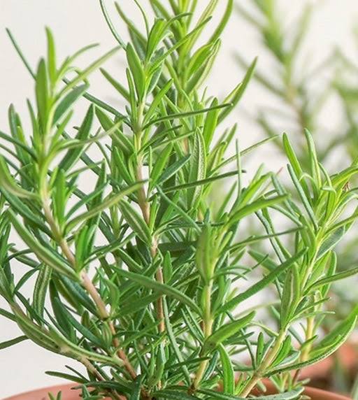 Rosemary Leaves - Additives: No Additives