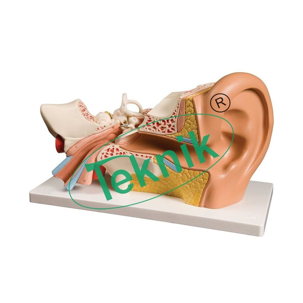 Ear Model - Life Size Anatomical Representation Of Outer, Middle, And Inner Ear, 360 X 150 X 220 Mm Dimensions