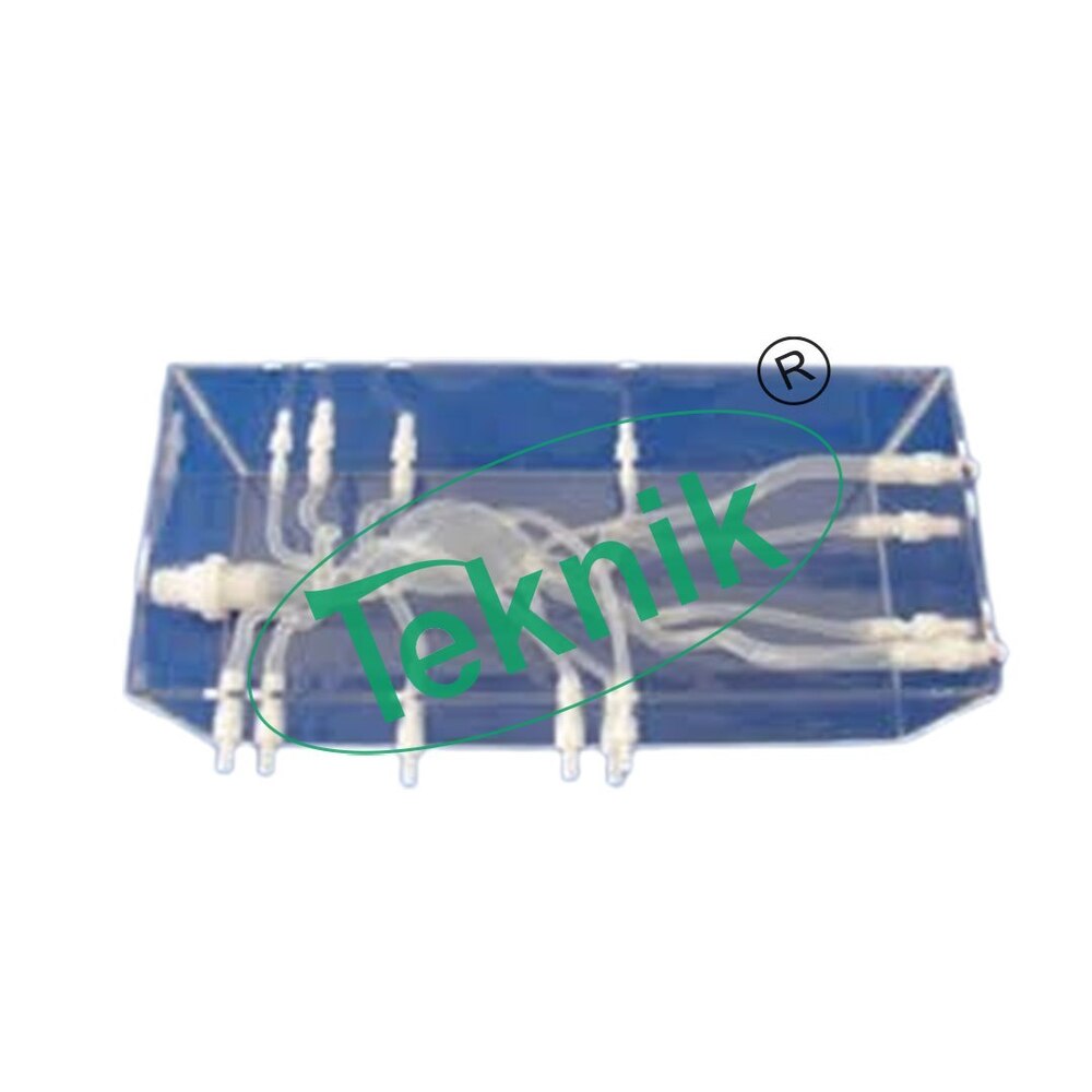 Arterial Model With Atherome - 200 X 220 X 280 Mm Dimensions, Longitudinal And Sagittal Sections For Biology Applications