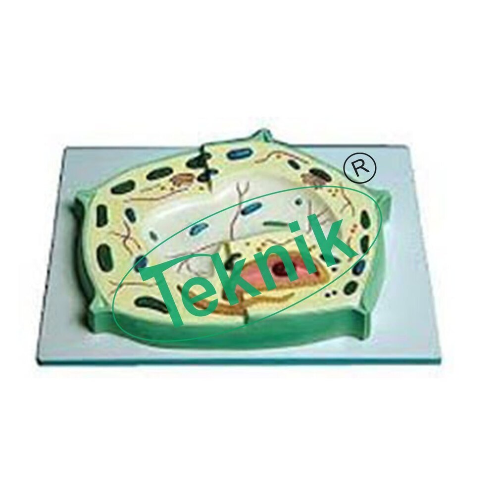 Vegetable Cell Model For Biology Labs