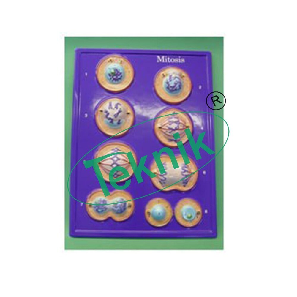 Models Of Mitosis - Magnetized Educational Tool, 600 X 400 X 60 Mm, 1.7 Kg | Detailed 9 Stage Presentation With Microscopic Organelle Conventions