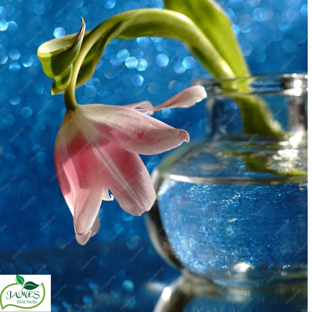 Tulip Hydrosol - 100% Pure Natural Tulip Hydrosol, Steam Distilled, Alcohol Free, 100ml/200ml/500ml