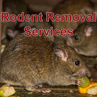 Rodent Control Services