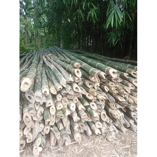 24 Feet Super Bamboo Pole