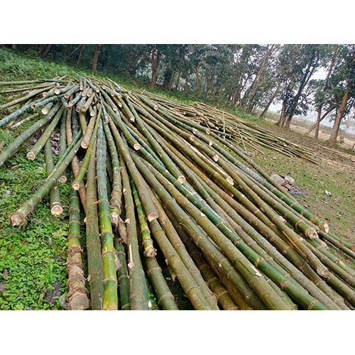 28 Feet Harothi Bamboo Pole