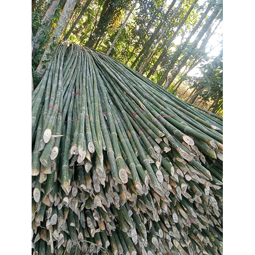 30 Feet Murli Bamboo Pole