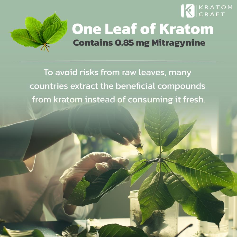 Premium Thai Kratom - Dried Leaves Powder