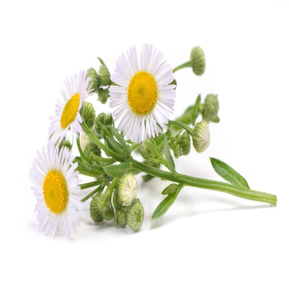 Chamomile Extract-1%