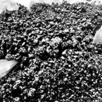 Black Sulphur Dyes - Application: Industrial