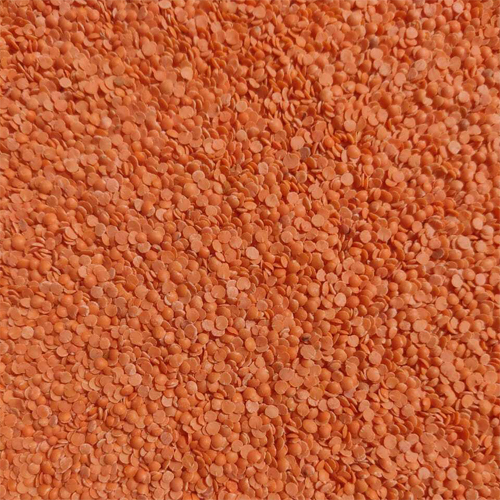 Fresh Masoor Dal - Cultivation Type: Organic