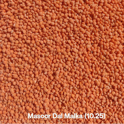 Masoor Dal Malka - Cultivation Type: Organic