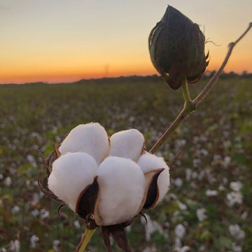 Raw Cotton