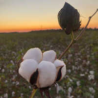 Raw Cotton