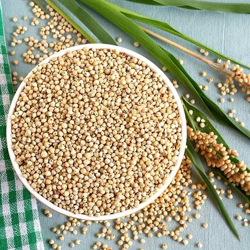 Sorghum Grain