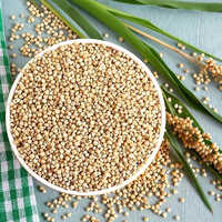 Sorghum Grain