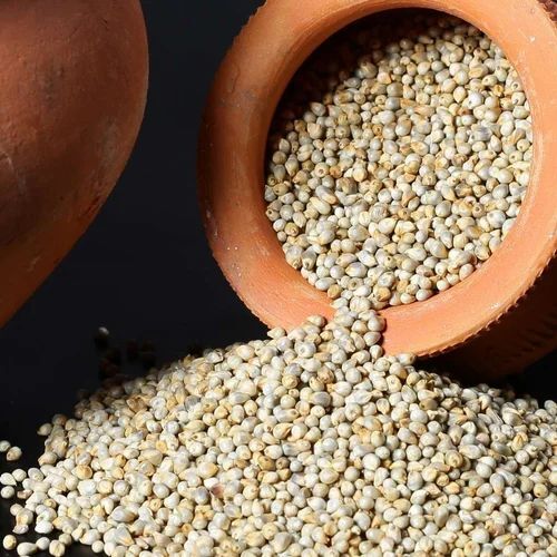 pearl millet