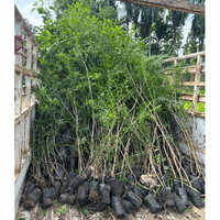 Nursery Plants - Color: Green