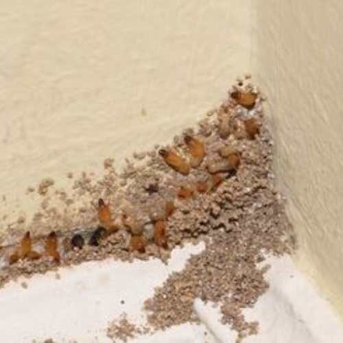 Post Construction Anti Termite Treatment