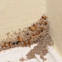 Post Construction Anti Termite Treatment