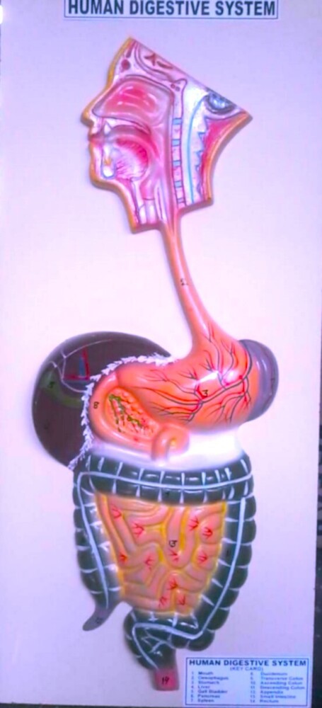 human digestive model