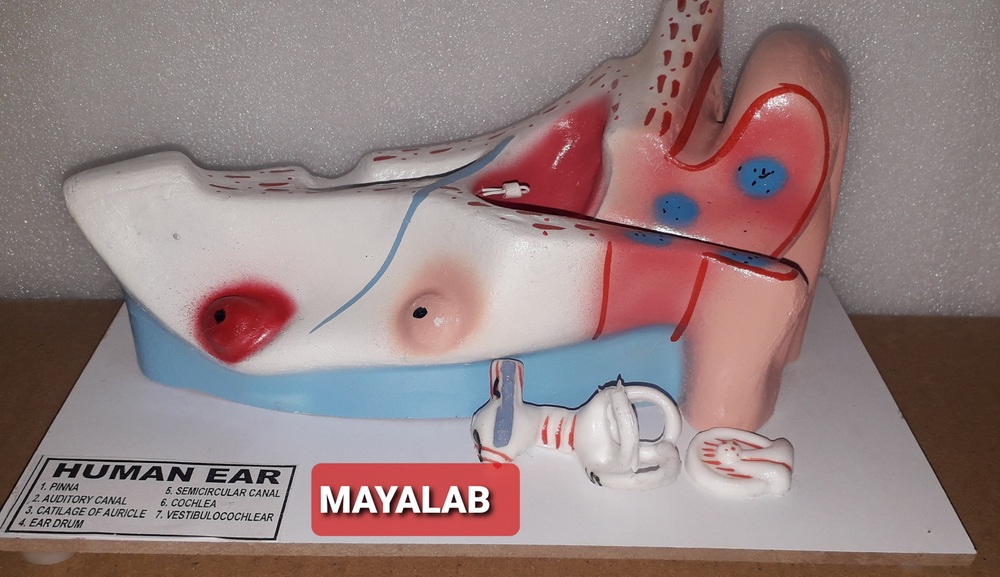 human ear model