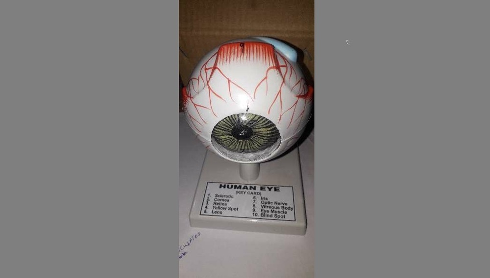 EYE MODEL