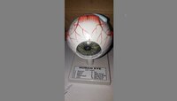 EYE MODEL